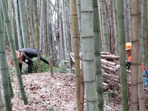 竹林整備（クリックすると拡大します）