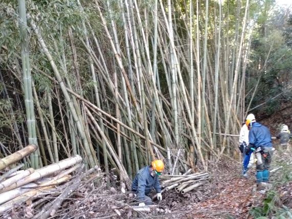竹林整備(クリックすると拡大します）